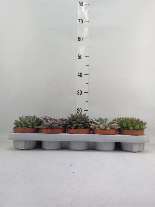 <h4>Echeveria   ...mix</h4>