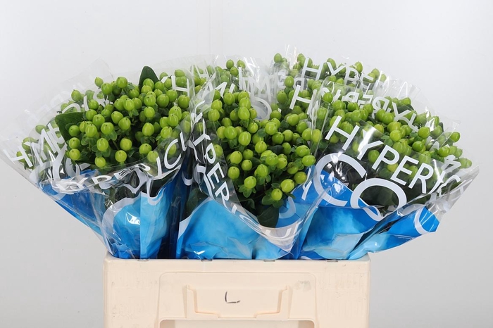 <h4>Hyp Coco Bamboo</h4>