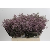 Limonium Safora Oshi Pink