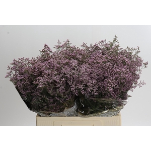 Limonium ov Safora Oshi Pink