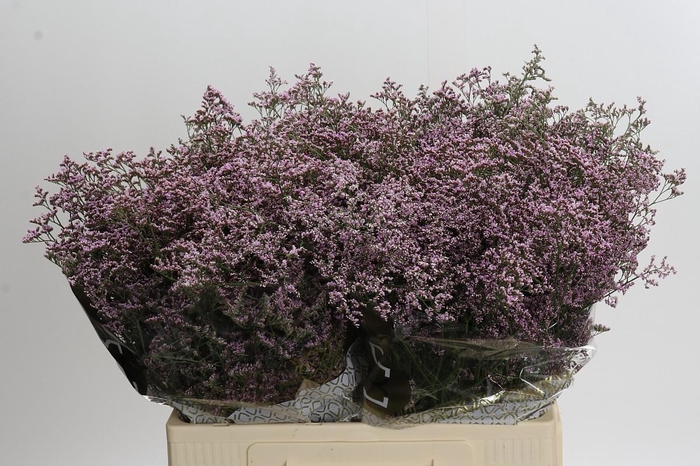 <h4>Limonium ov Safora Oshi Pink</h4>