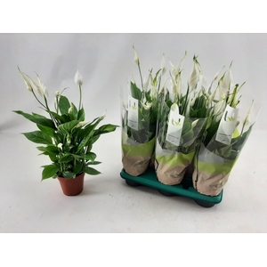 SPATH TORELLI