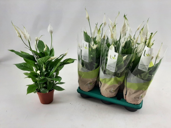 <h4>SPATH TORELLI</h4>