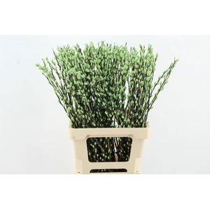 Salix Snowflake 70cm Mint Grn