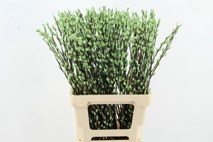 <h4>Salix Snowflake 70cm Mint Grn</h4>