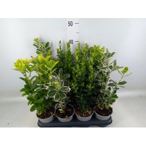 Euonymus japon.   ...mix