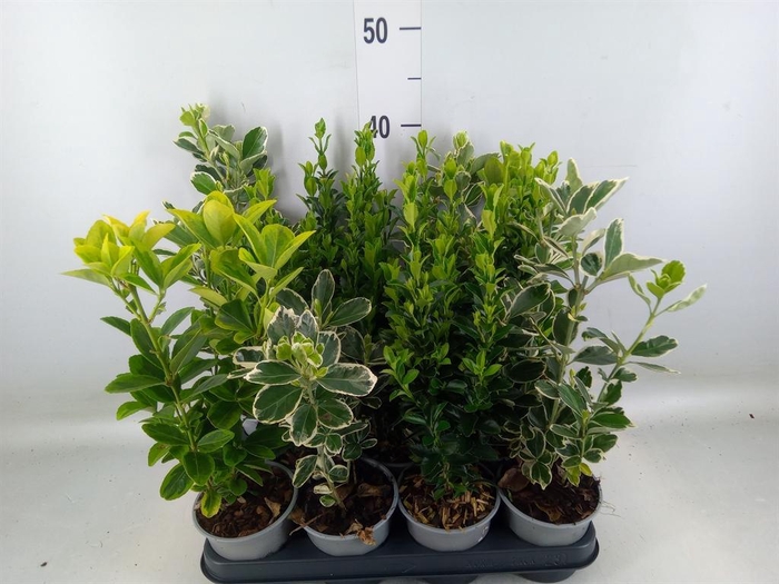 <h4>Euonymus japon. ...mix</h4>