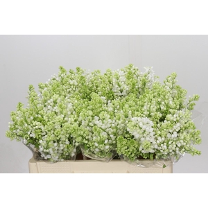 Syringa Vulg Madame Florent Stepman