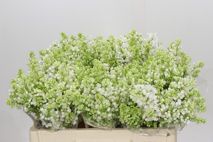 <h4>Syringa Vulg Madame Florent Stepman</h4>