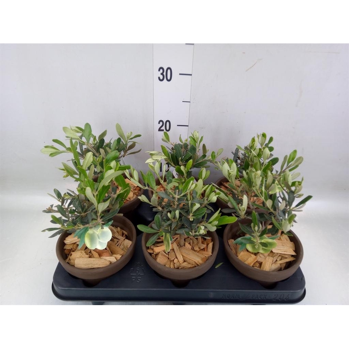 <h4>Arr.   Tuinplanten L%</h4>