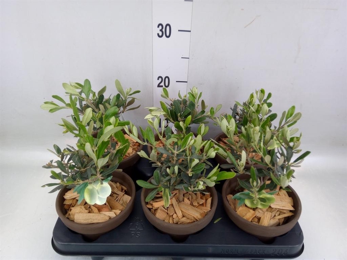 <h4>Arr.   Tuinplanten L%</h4>