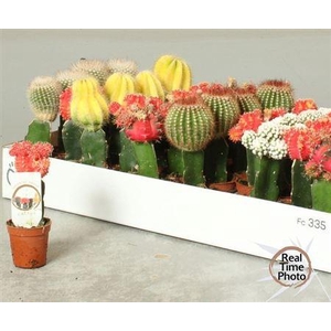 Cactus Gem Geent Mix