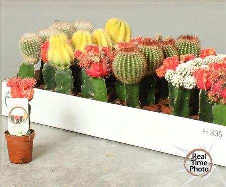 <h4>Cactus Gem Geent Mix</h4>