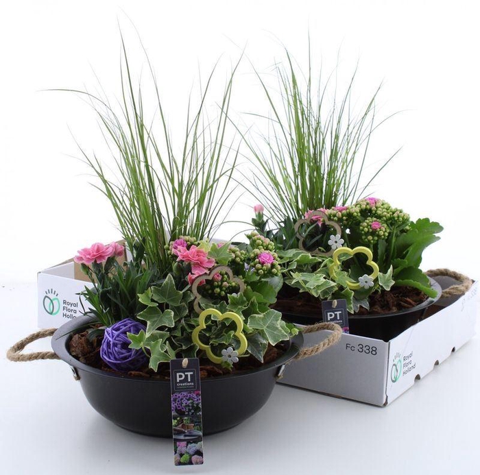 <h4>ARR TUINPLANTEN</h4>