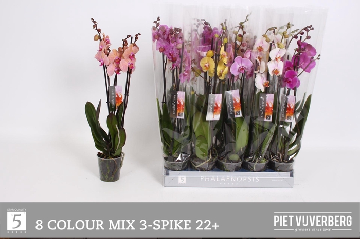 <h4>PHAL GEM 8 KL</h4>