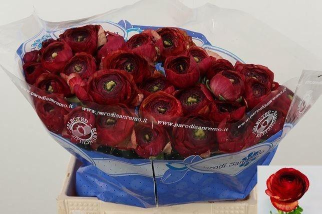 <h4>RAN SU TANGO</h4>