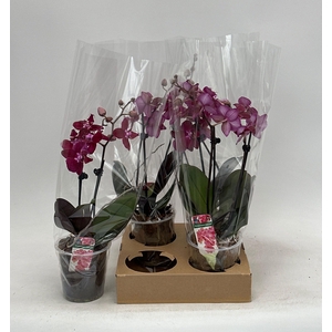 PHAL OV