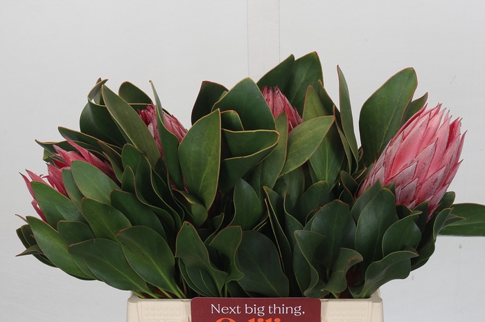 <h4>Protea Cynaroides Madiba</h4>