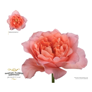 Rosa Garden Dragonfly