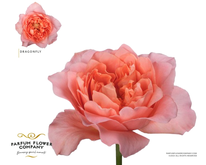 <h4>Rosa Garden Dragonfly</h4>