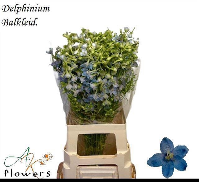 <h4>DELPH EN BALLKLEID</h4>