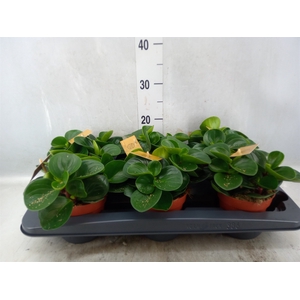 Peperomia obt. 'Red Canyon'