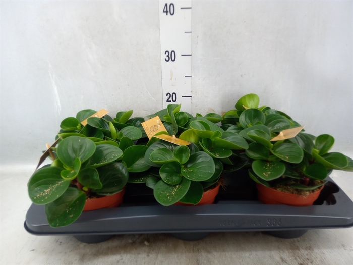 Peperomia obt. 'Red Canyon'