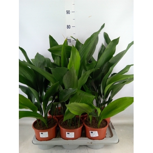 Aspidistra elat.