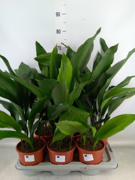 <h4>Aspidistra elat.</h4>