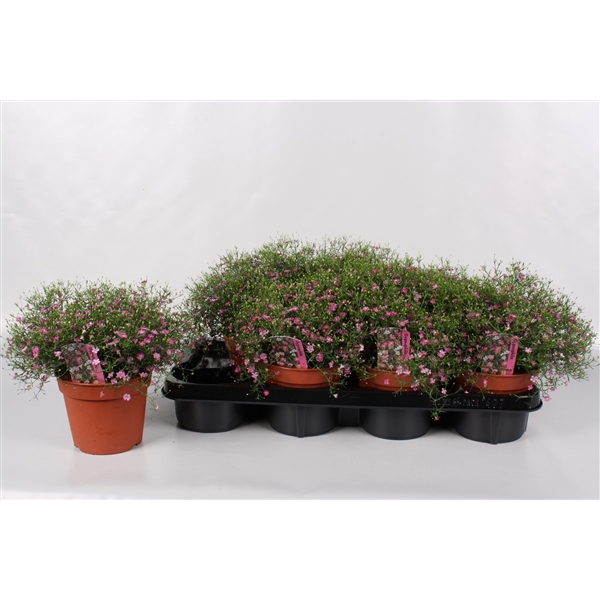 <h4>Gypsophila Rose</h4>