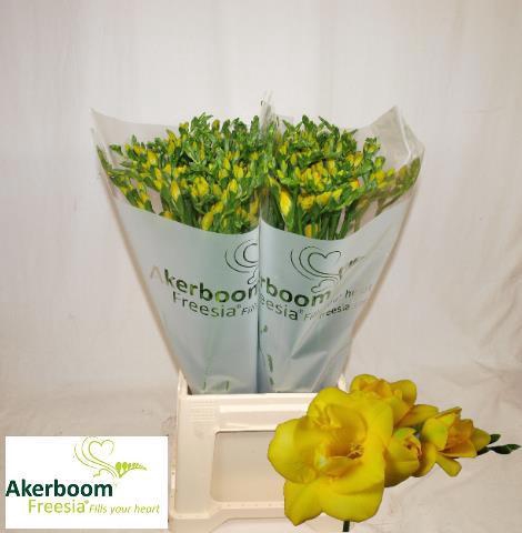 <h4>FR DU BOULEVARD</h4>