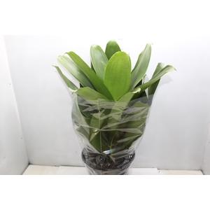 BROMELIA IMPERIAL P27 VERDE