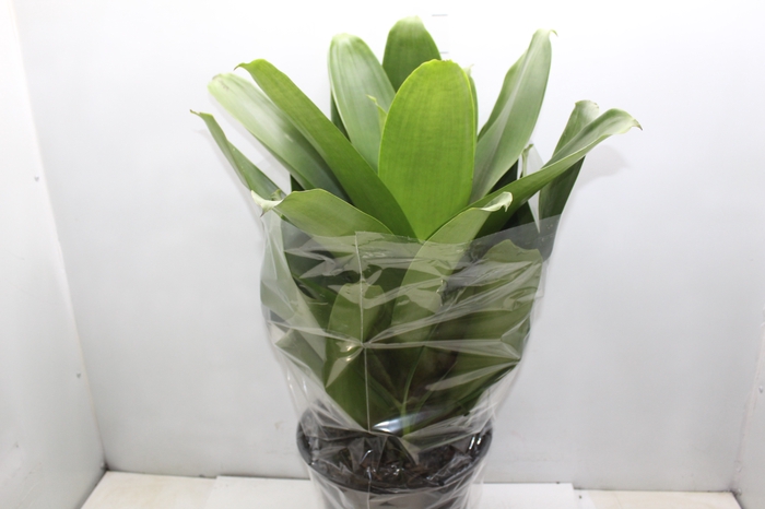 <h4>BROMELIA IMPERIAL P27 VERDE</h4>