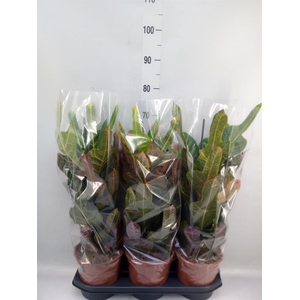 Codiaeum var. GR 'Excellent'