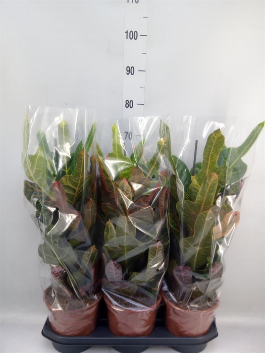 <h4>Codiaeum var. GR 'Excellent'</h4>