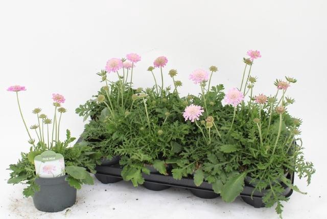 <h4>SCAB CO PINK MIST</h4>