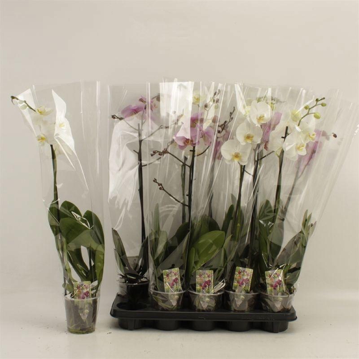 <h4>PHAL GEM</h4>