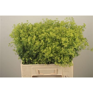 Alchemilla M Robustica