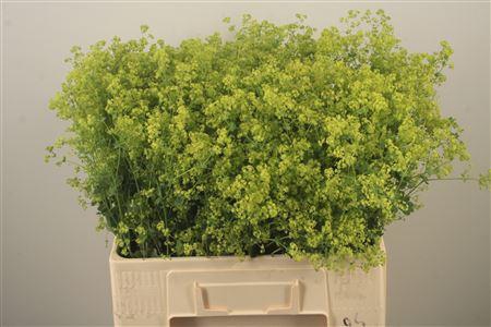 <h4>Alchemilla M Robustica</h4>