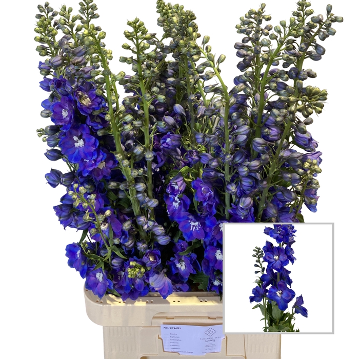 <h4>DELPH DU GUARD BLUE</h4>