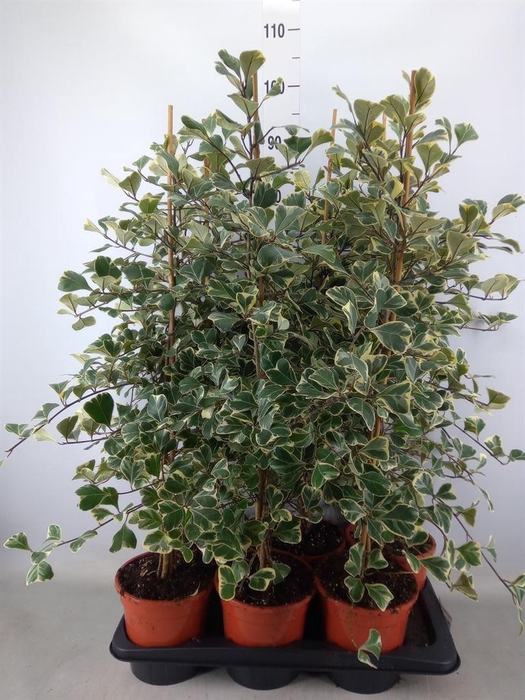 <h4>Ficus triangularis 'Sweetheart'</h4>