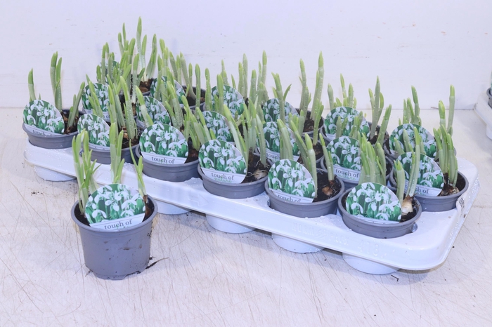 <h4>GALANTHUS HIPPOLYTA</h4>