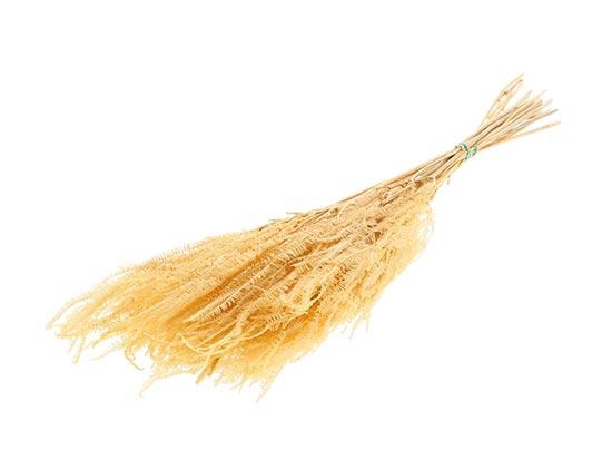 Bunch Helecho Pres. 3st 60/80g L70