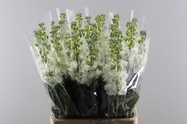 <h4>Matth Iron White (wit)</h4>