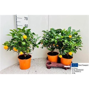 Citr Microcarpa 5+