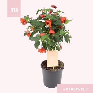 Abutilon Red Trumpet stam