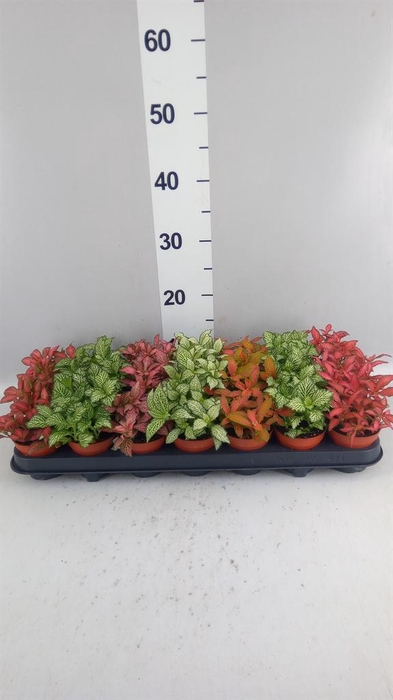 <h4>Fittonia   ...mix 7</h4>