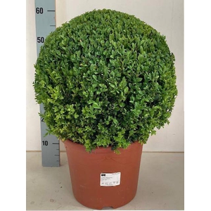 Buxus sempervirens 29Ø 60cm 40Ø