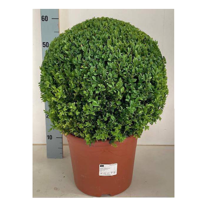 <h4>Buxus sempervirens 29Ø 60cm 40Ø</h4>