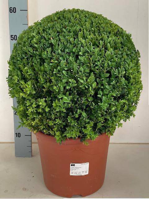 Buxus sempervirens 29Ø 60cm 40Ø